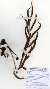 Image result for Lomariopsis guineensis