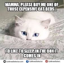 2021 is a big year for cats and hilarious kitty videos. 70 Most Hilarious White Cat Meme Funny White Cat Images In 2021 Funny Cat Memes White Cat Meme Silly Cats