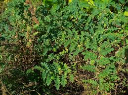 Image result for Cicer arietinum