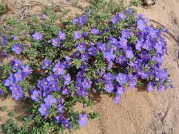 Image result for Anagallis pumila