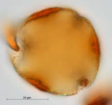 Image result for Maranthes