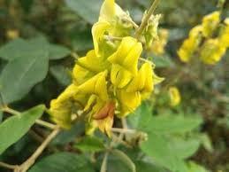 Image result for Crotalaria rhodesiae