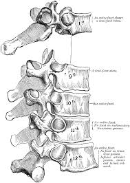 The thoracic vertebrae possess slightly triangular bodies with flat superior and inferior end plates and longer pedicles than the cervical vertebrae that cover the intervertebral foraminae. Peculiar Thoracic Vertebrae Clipart Etc