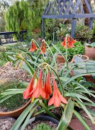 Image result for Streptocarpus arcuatus