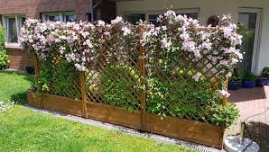 Clematis montana mayleen in winter. Berg Waldrebe Mayleen Clematis Montana Mayleen Baumschule Horstmann