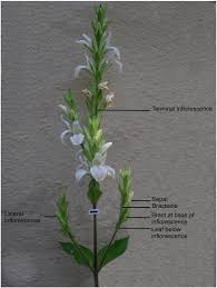 Image result for Mimulopsis excellens