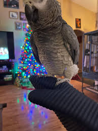 Just me and my husband's CAG that hates me, hence the oven glove. Luckily,  we have another CAG that loves me.