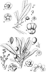 Image result for Metteniusaceae