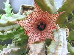 Image result for Huernia hislopii