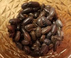 Sow bugs pill pest control canada. The Benefits Of Rolly Pollys The Decomposers Of The World Ficarro Farms