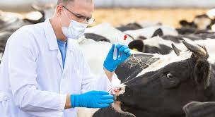 La sanidad animal del país se aborda tanto desde la prevención del ingreso de enfermedades de esta forma, el sag aborda la sanidad animal como pilar fundamental para asegurar la. Especializacion En Produccion Y Sanidad Animal Tech Honduras