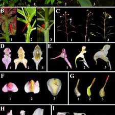 Image result for Hydrostachys insignis