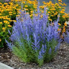Why are hardiness zones important? Statuesque Perennials For Zone 5 6