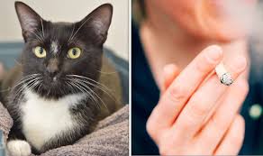 What are the health risks of secondhand smoke? Pet Warning The Damage Smoking Can Cause Your Cats And Dogs Revealed Nature News Express Co Uk