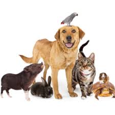 Pet is listed in the world's largest and most authoritative dictionary database of abbreviations and acronyms the free dictionary The Healing Power Of Pets