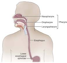 What's included:illustrations of dna, the human cell and body systems (digestive, skeletal, nervous. Digestive System Clinical Gate