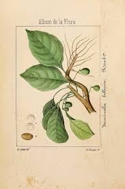 Image result for Terminalia bellirica