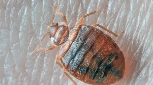 كيفية القضاء على بق الفراش نهائيا في المنزل وما هي آثار قرص البق على الجسم وعلاج قرصة bed bugs rid of bed bugs bed bugs infestation