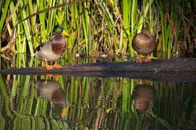 Der Spreewald Ist Reich An Wildenten Spreewald Wald Und Sommer