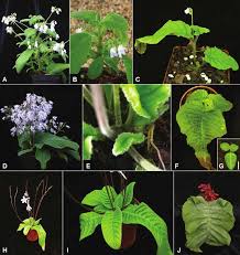 Image result for Streptocarpus hirticapsa