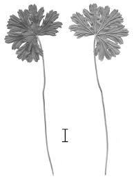 Image result for Pelargonium alchemilloides