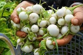 Image result for Solanum macrocarpon