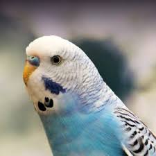 Budgie Parakeet Personality Food Care Pet Birds By