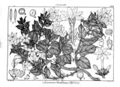Image result for Jasminum breviflorum