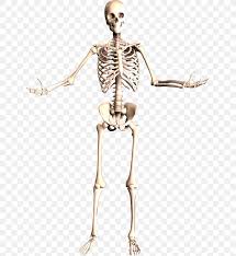 The human skeleton consists of 213 bones, of which 126 are part of the appendicular skeleton, 74 are part of the axial skeleton, and 6 are part of the auditory ossicles. The Skeletal System Human Skeleton Human Body Anatomy Png 637x891px Watercolor Cartoon Flower Frame Heart Download