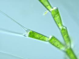 Image result for Alloeochaete