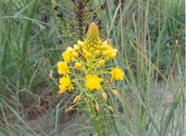 Image result for Bulbine capitata