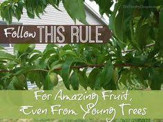 Maybe you would like to learn more about one of these? Just Fruits And Exotics Nursery Justfruits Profile Pinterest