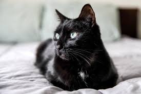 How to Tell How Old Your Cat Is: 4 Methods