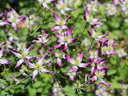 It is a clematis flammula hybrid that blooms heavily from midsummer to fall. Clematis Rubromarginata Clematis Triternata Rubromarginata Baumschule Horstmann