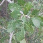 Image result for Searsia natalensis