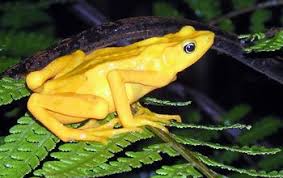 Pin On Ribbitt