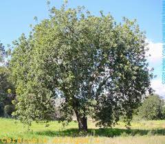 Image result for Ceratonia siliqua