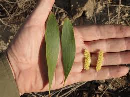 Image result for Acacia lasiopetala
