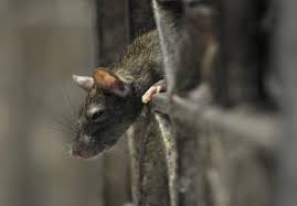 Tikus dapat masuk dari celah rumah tanpa kita sadari. Lewat Dapat Rawatan Punca Pesakit Kencing Tikus Maut Kesihatan Semasa Mstar