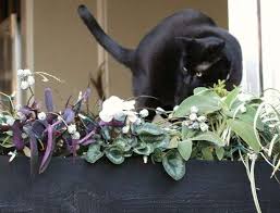 Plant cats are allergic to. Ask The Expert Will A Poisonous Plant Really Kill Your Pet Gardenista
