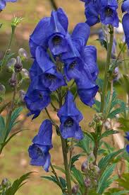 Monkshood Seeds Aconitum Napellus World S Most By Caribbeangarden Monkshood Flowers Perennials Plants