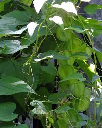 Image result for Dioscorea cotinifolia