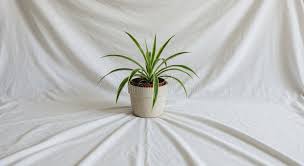Image result for Chlorophytum sparsiflorum