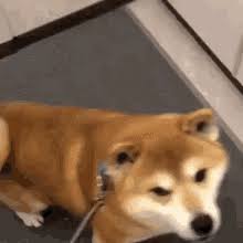 Shiba Gifs Tenor Find gifs with the latest and newest hashtags! shiba gifs tenor
