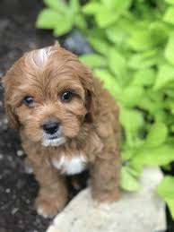 Joey Male Cavapoo Puppy In Paradise Pa Cavapoo Puppies Puppies Puppies Near Me