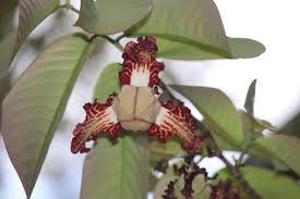 Image result for Monodora junodii