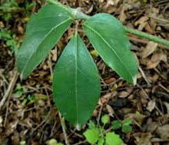 Image result for Rhoicissus revoilii