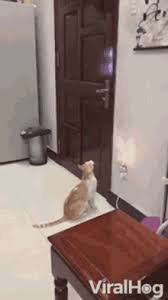 My cat has recently begun scratching door frames. Cat Open Door Gifs Tenor