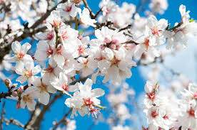 Any deep, well drained soil. My Almond Tree Won T Bloom Why Are There No Almond Blossoms This