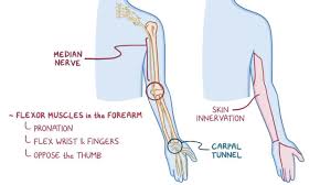 This occurs because flexion of the finger joints, specifically the first and third finger joints (the metacarpophalangeal and distal interphalangeal joints. Median Nerve What Is It Location Innervation Damage And More Osmosis